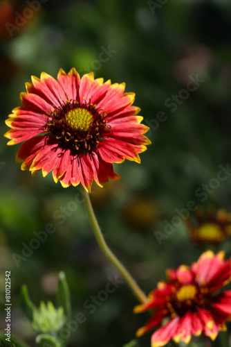 Firewheels, red with yellow wildflowers close up