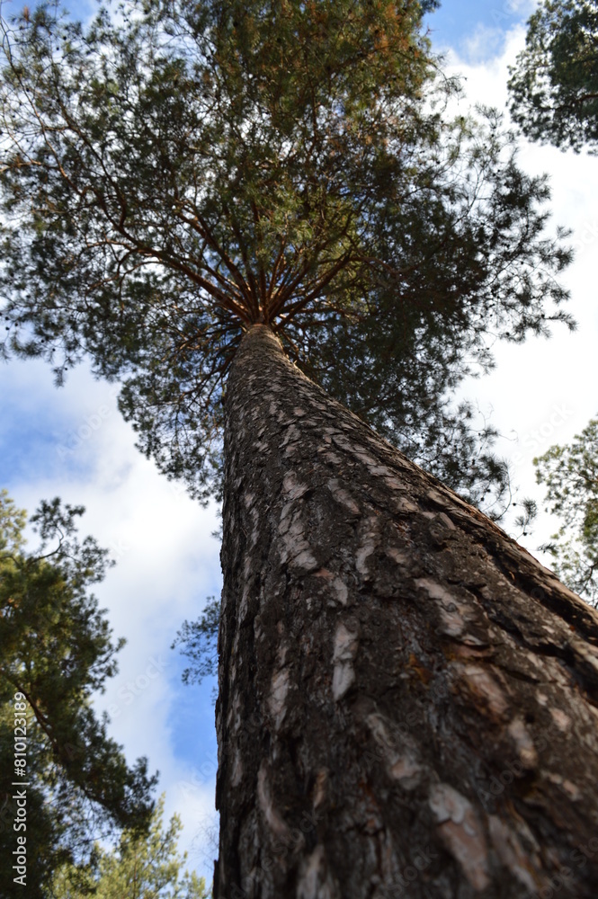 Fototapeta premium A tall pine tree stretches to the sky