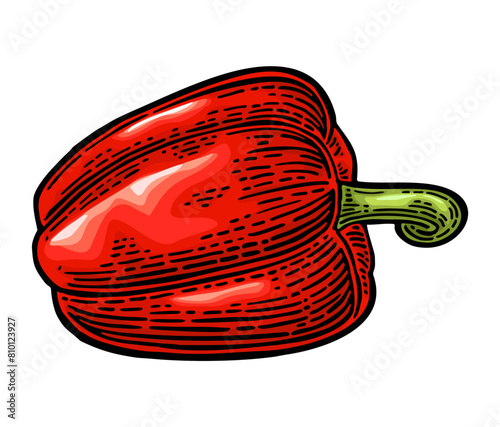 Whole red sweet bell pepper. Vector color vintage engraving illustration for menu, poster, label. Isolated on white background. Hand drawn design element © MoreVector