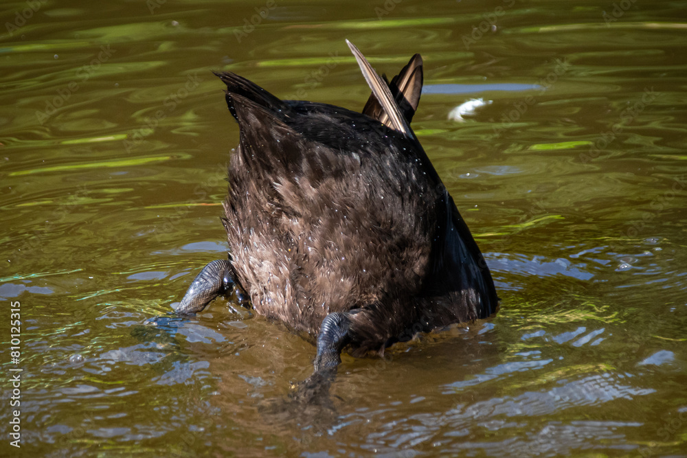 Fototapeta premium duck butt