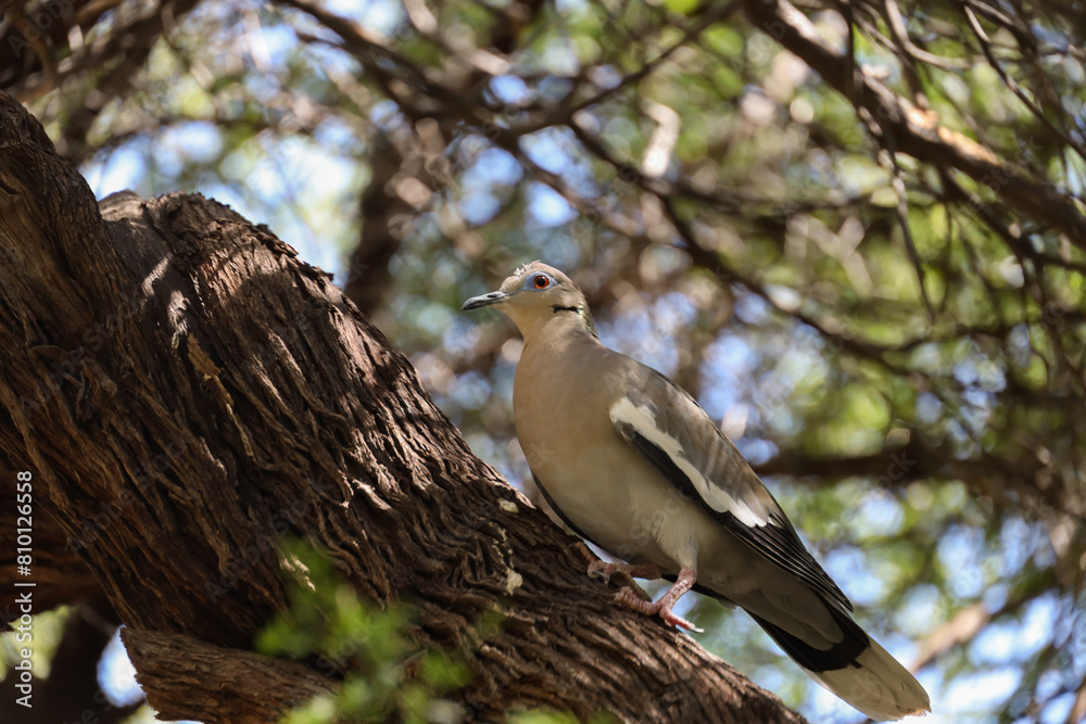 Dove sitting on a branch in a tree Dove sitting on a branch in a tree