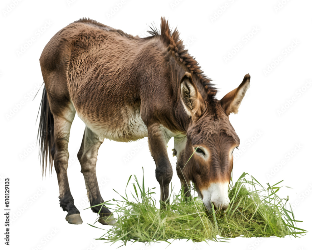 Donkey in the field chewing grass Donkey in the field chewing grass