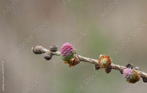cone in forest
