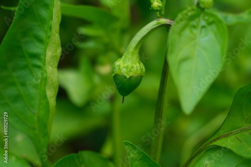 pepper