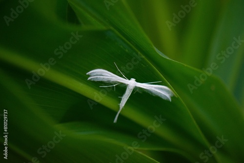 Insect in the garden