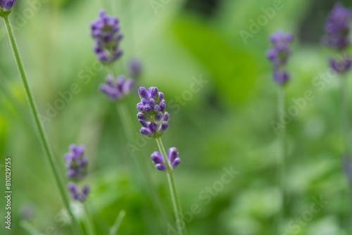 lavander in the garden