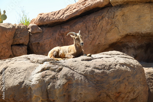 Bighorn Sheep resting on Rock 
