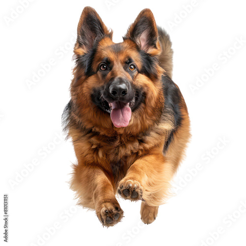A cute german shepperd with brown and black isolated on transparent background © Bilal Raza