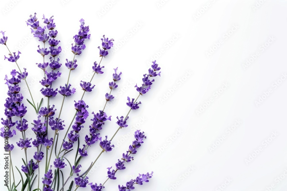 Fototapeta premium A beautiful bouquet of lavender flowers on a white background