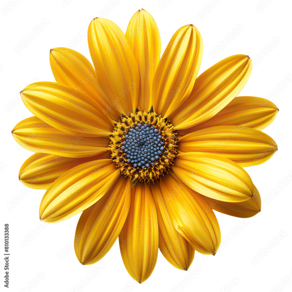 Obraz premium yellow daisy flower isolated on transparent background 