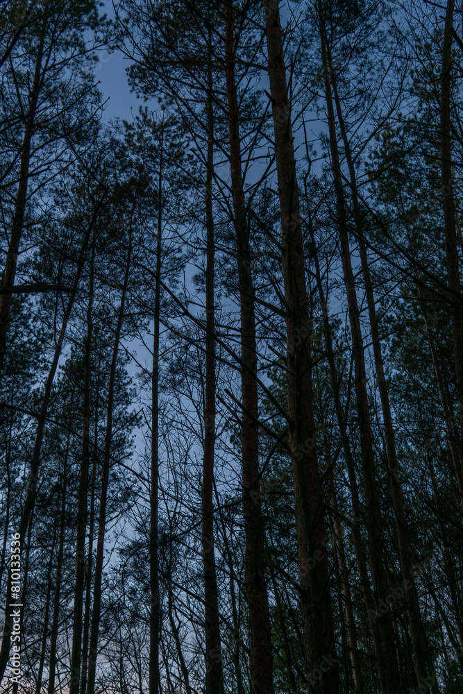 trees in the forest trees in the forest