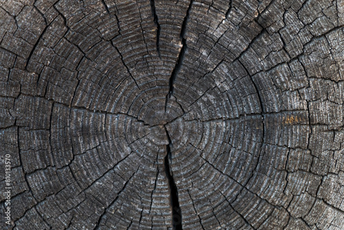 cut of an old cracked log. natural wooden background. Tree rings on a log.