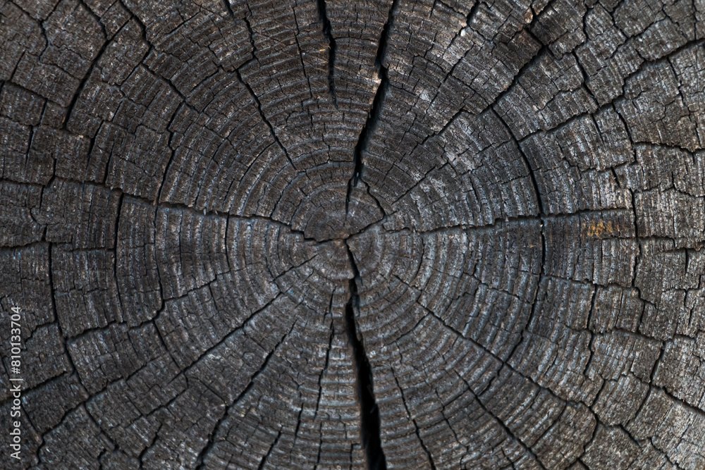 cut of an old cracked log. natural wooden background. Tree rings on a log.
