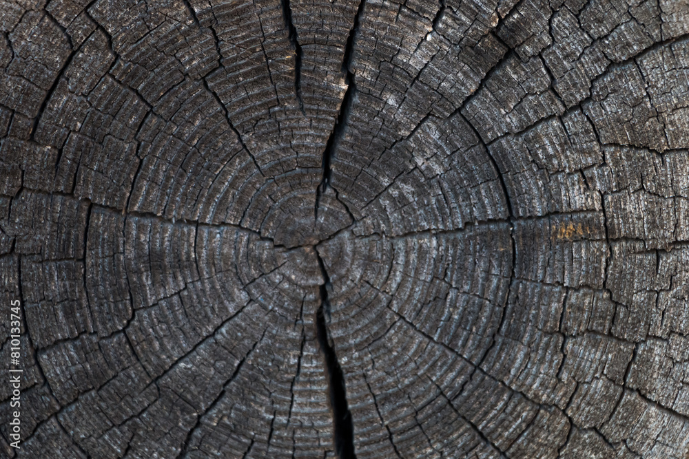 Fototapeta premium cut of an old cracked log. natural wooden background. Tree rings on a log.