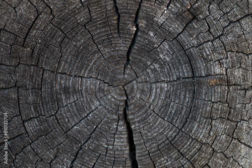 cut of an old cracked log. natural wooden background. Tree rings on a log.