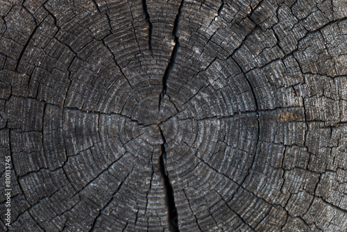 cut of an old cracked log. natural wooden background. Tree rings on a log.