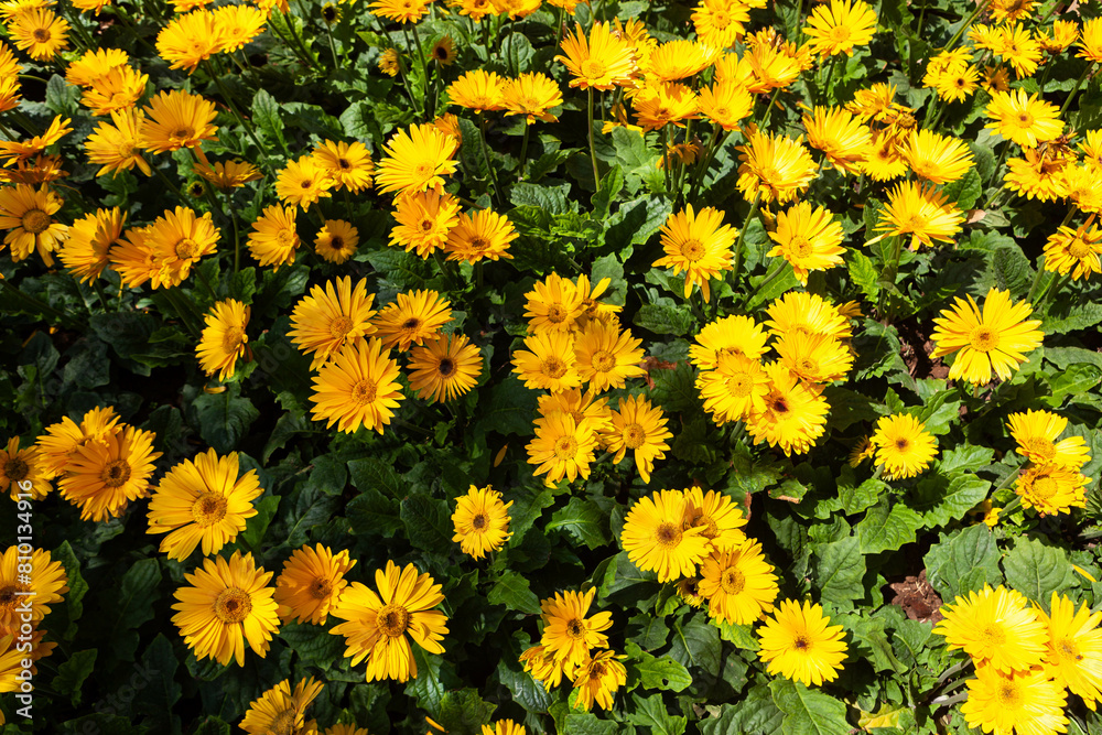 Close-up of vibrant yellow gerbera daisies in a lush green garden. A beautiful summer scene. Close-up of vibrant yellow gerbera daisies in a lush green garden. A beautiful summer scene.