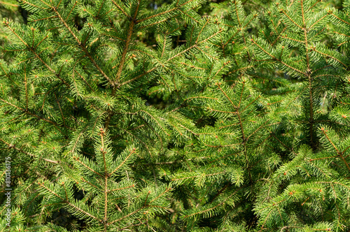 Vibrant green spruce tree branches. Close-up image showcasing the dense  vivid green needles of a fir tree  highlighting the natural beauty and texture of coniferous foliage.