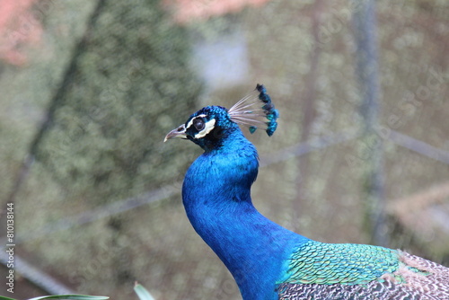 portrait of a peacock