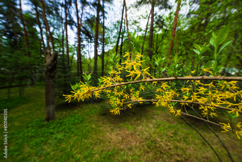 Forsythia (Golden Bell) branch with flower and budding leaves in botanical garden