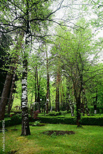 Spring tall trees in botanical garden, Armenia
