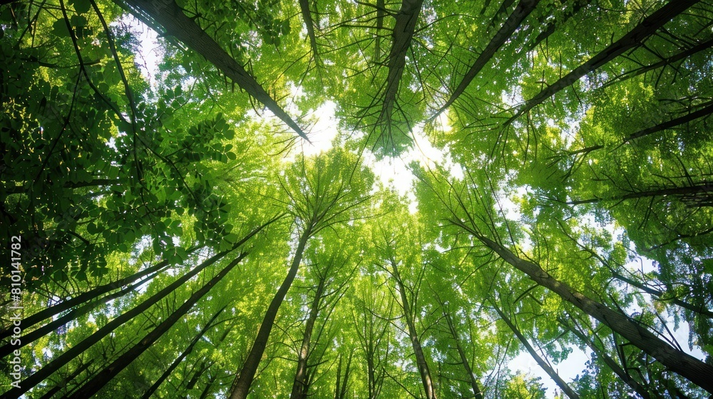Tall tree . forest green nature background Tall tree . forest green nature background