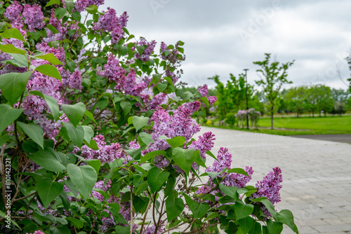 川下公園のライラック（北海道札幌市白石区川下）