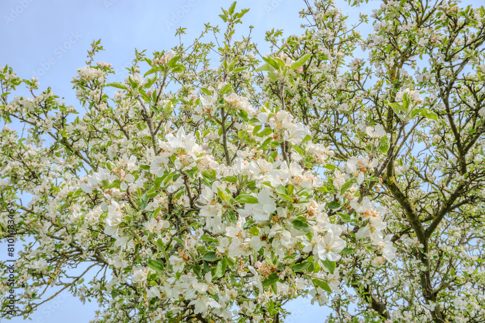 Fototapeta premium Bright beautiful light blooming rural apple trees alley in sunny spring yard