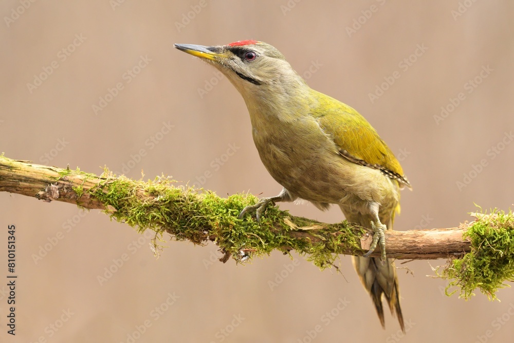 Fototapeta premium Greyheaded woodpecker Picus canus bird songbird wildlife nature predator cock o the north, beautiful animal mountain finch, animal, bird watching ornithology, flower bud fauna wildlife Europe
