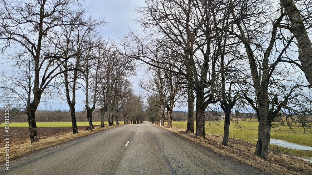 An asphalt road between trees without leaves in the first spring days An asphalt road between trees without leaves in the first spring days