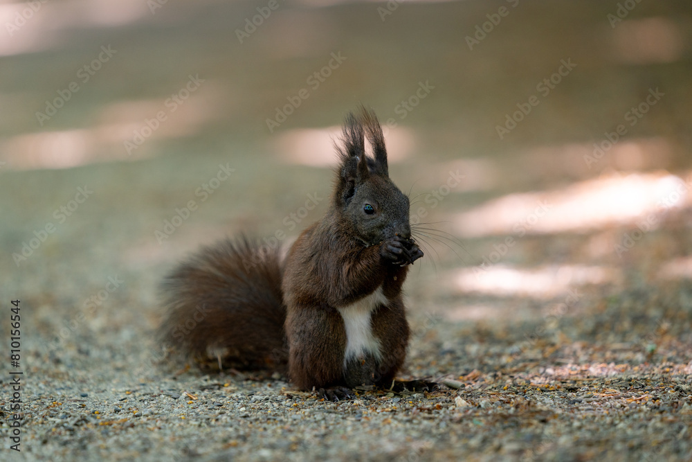 squirrel in the forest eating nuts in the shadow in summertime in berlin germany squirrel in the forest eating nuts in the shadow in summertime in berlin germany