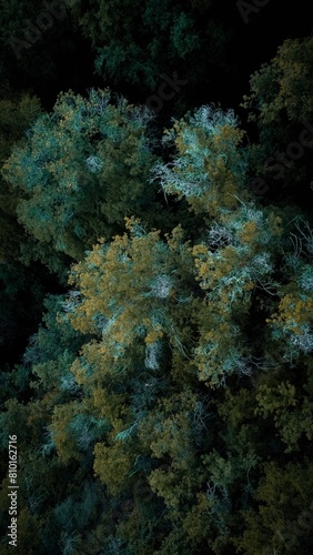 forest tree from above