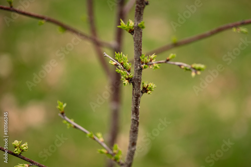 Budding Cherry tree in spring