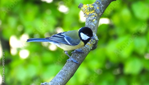 Great tit bird on a branch of a tree