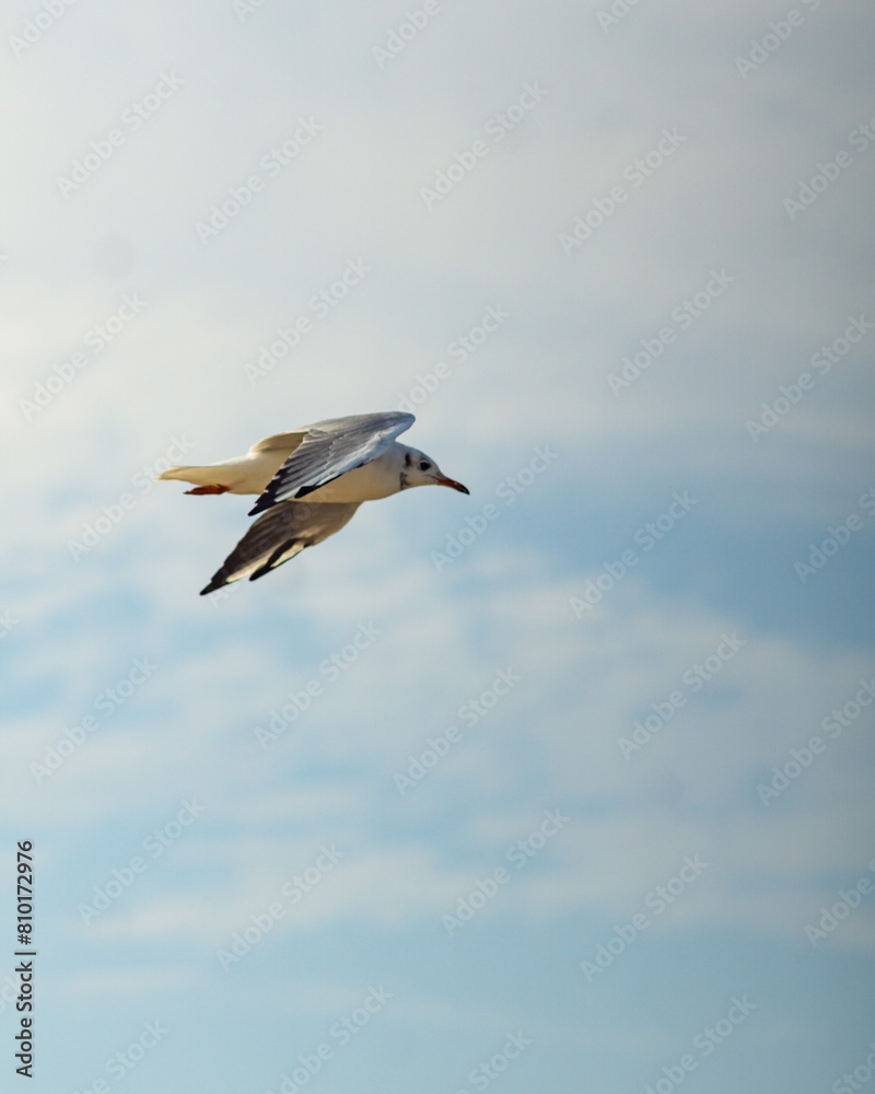 Obraz premium seagull flying in the sky