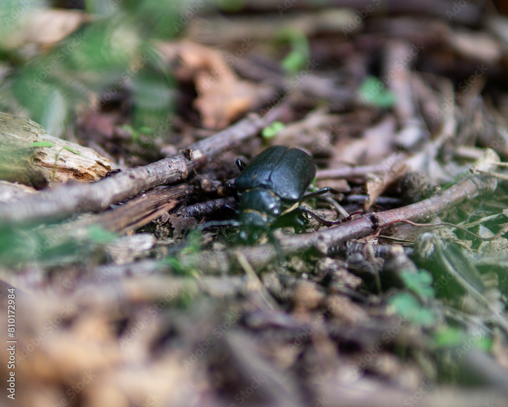 beetle on a green leaf beetle on a green leaf