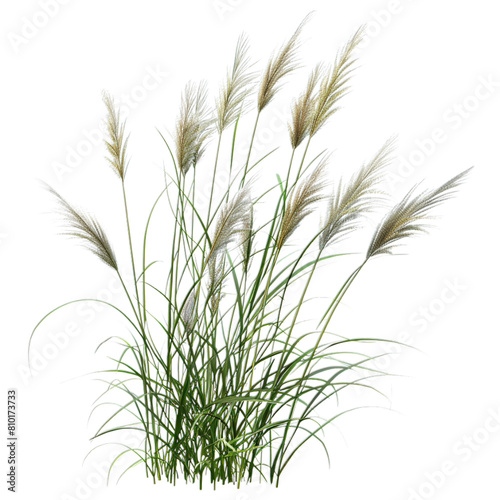 grass isolated on white