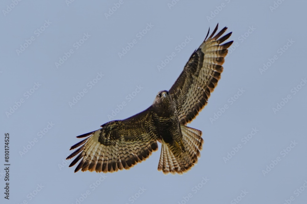 Fototapeta premium Buzzard