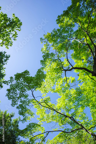 緑が深まる初夏の木々。風に靡く木の葉が輝く