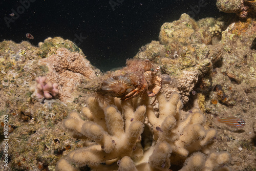 Coral reef and water plants in the Red Sea  Eilat Israel 