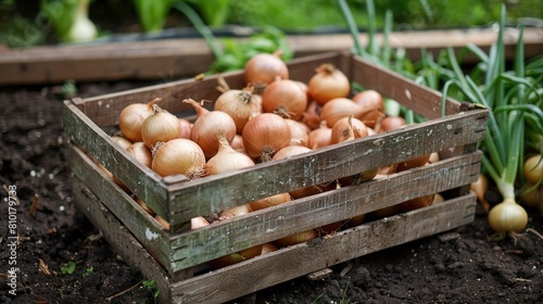 Freshly picked onion in wooden box in the field or greenhouse © Anzhela