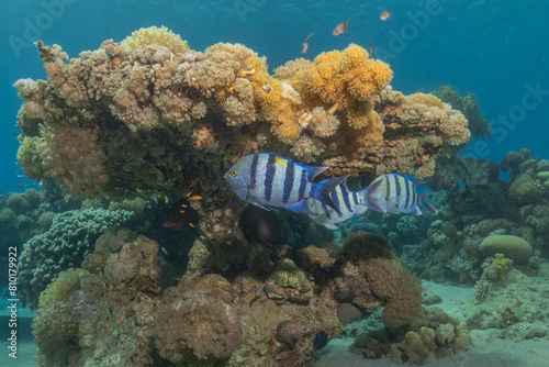 Fish swimming in the Red Sea, colorful fish, Eilat Israel 