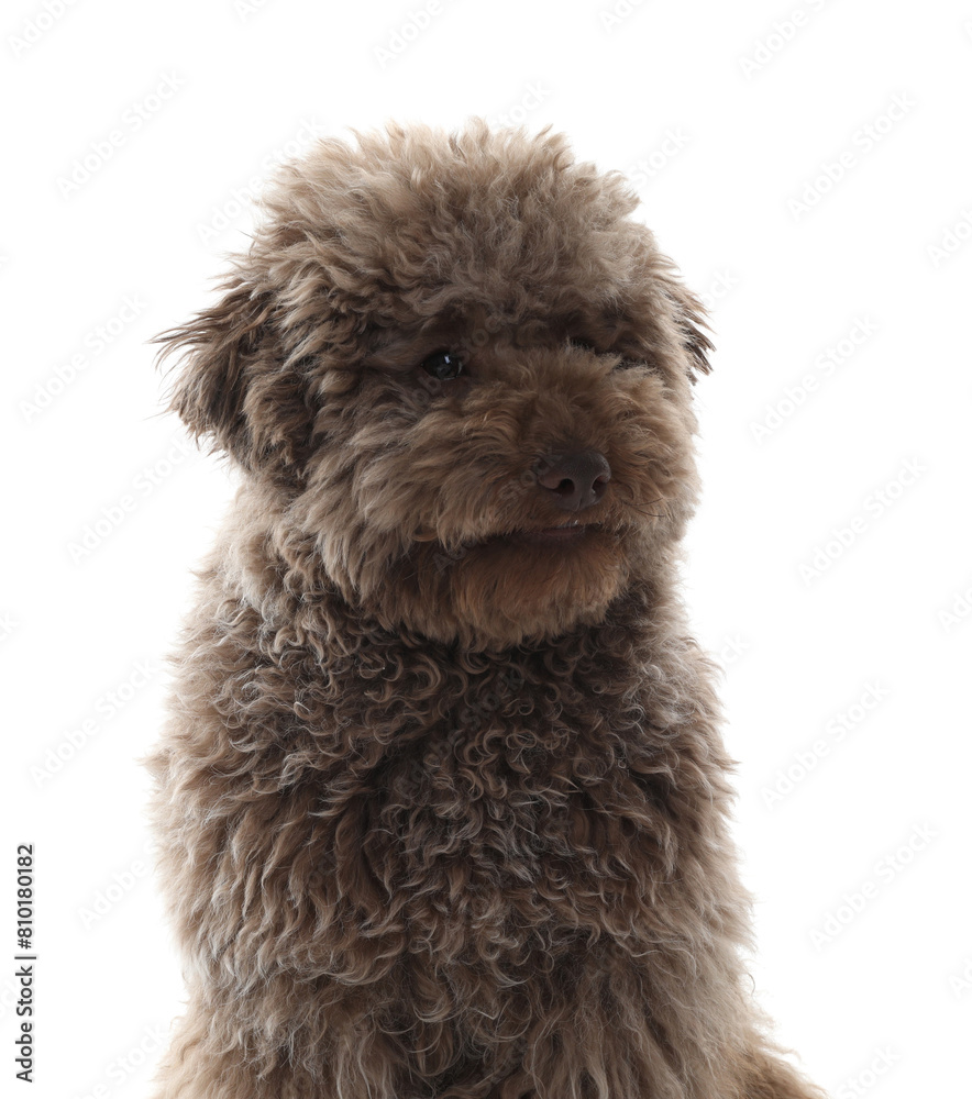 Cute Toy Poodle dog on white background Cute Toy Poodle dog on white background