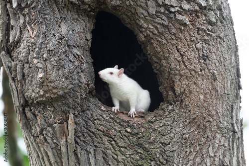 White squirrel in a hole in a tree in Olney City Park photo