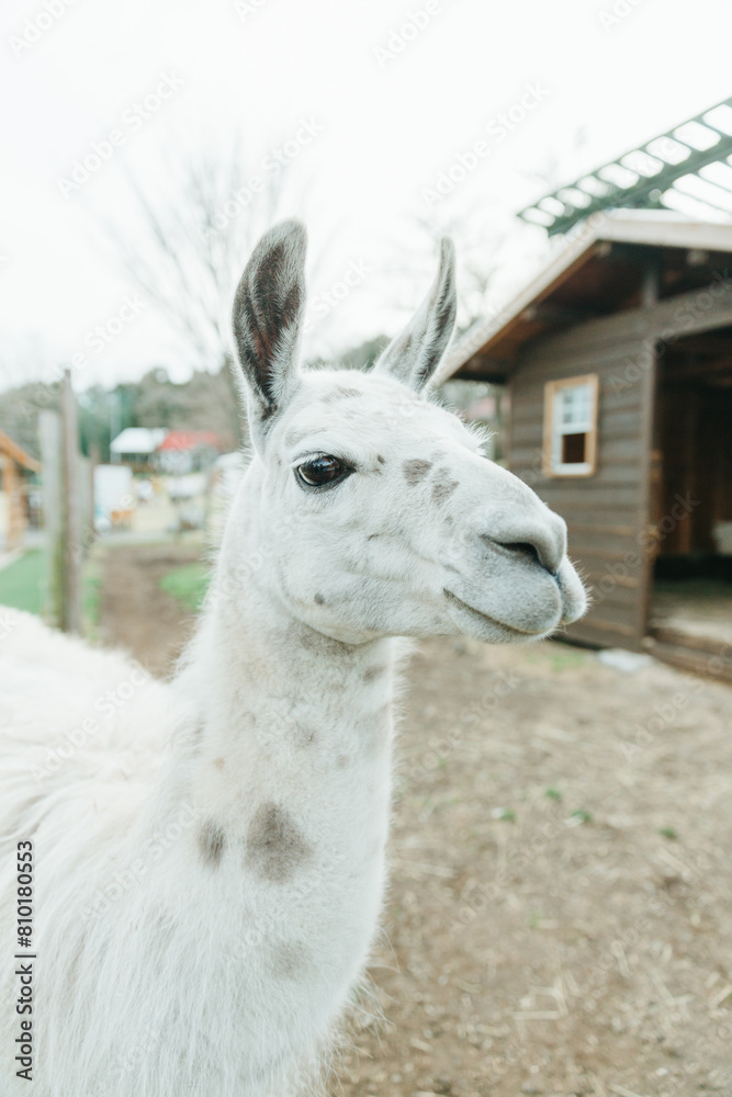 Obraz premium close up of a white alpaca