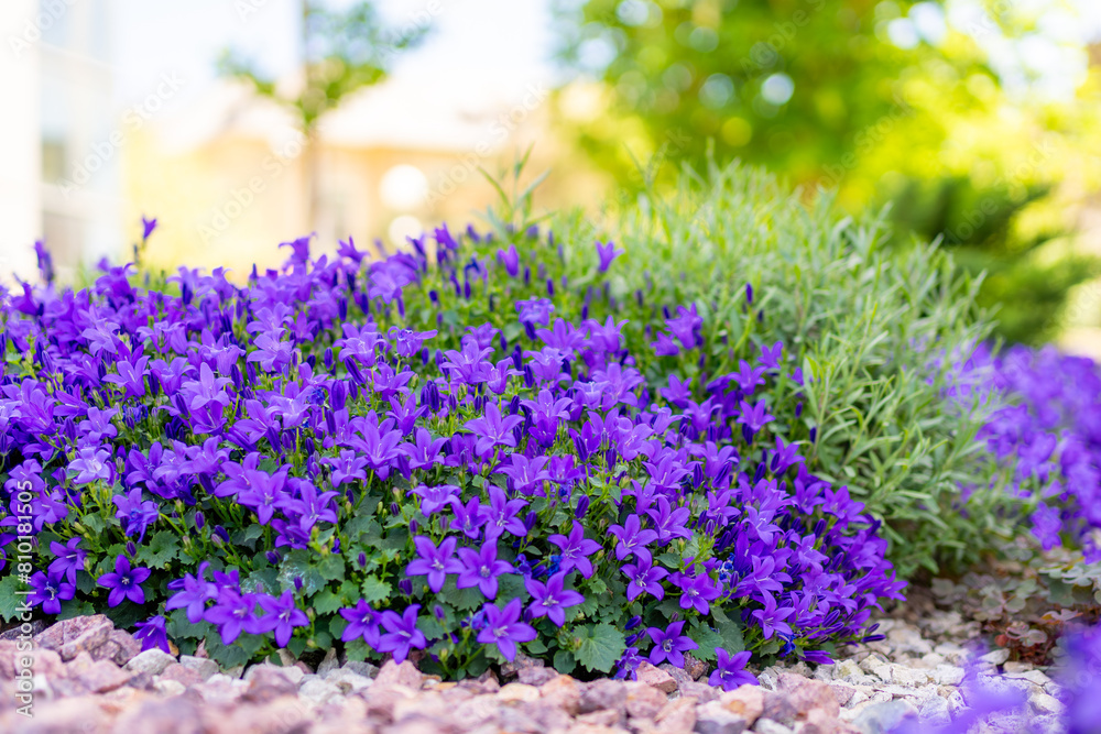 Naklejka premium an abundance of purple flowers surrounded by stones and rocks in front of a home