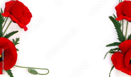 Flowers red poppy and buds ( Papaver rhoeas, corn poppy, corn rose, field poppy, red weed ) on a white background with space for text. Top view, flat lay © Anastasiia Malinich