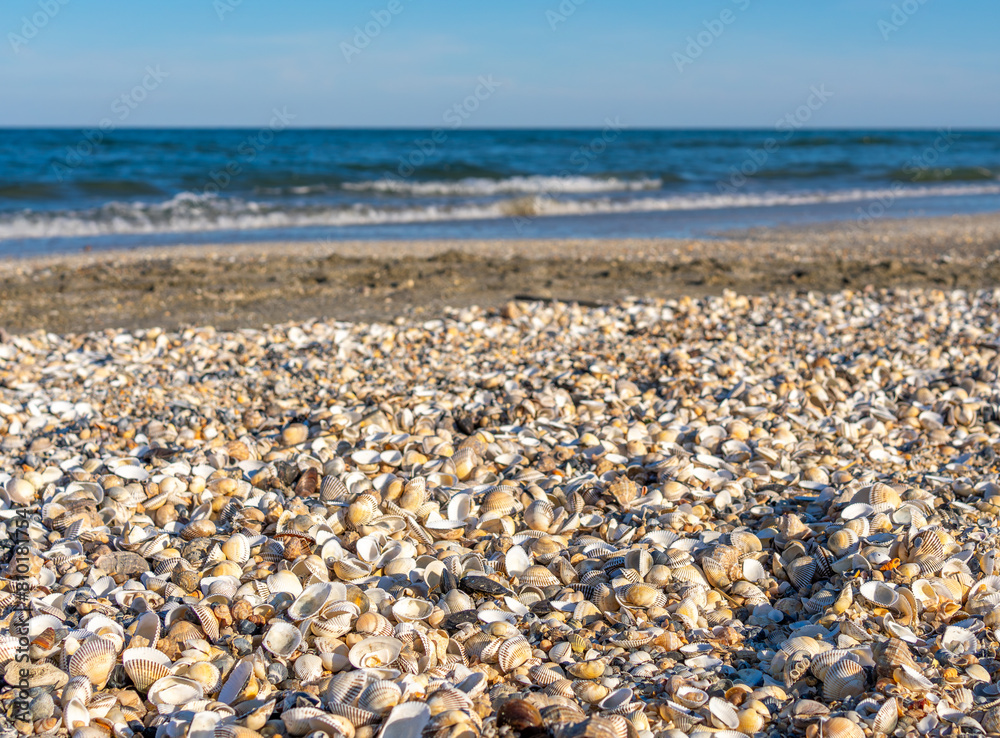 many shells on the beach near the ocean and a clear blue sky