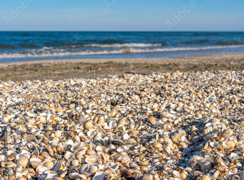 many shells on the beach near the ocean and a clear blue sky