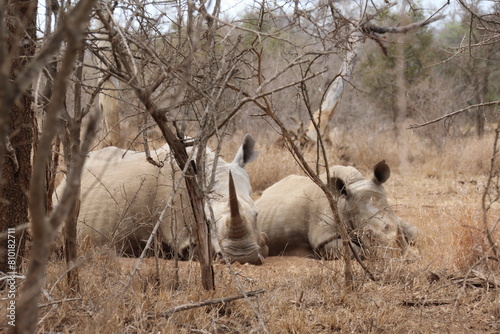 Rinoceronte en estado salvaje 
